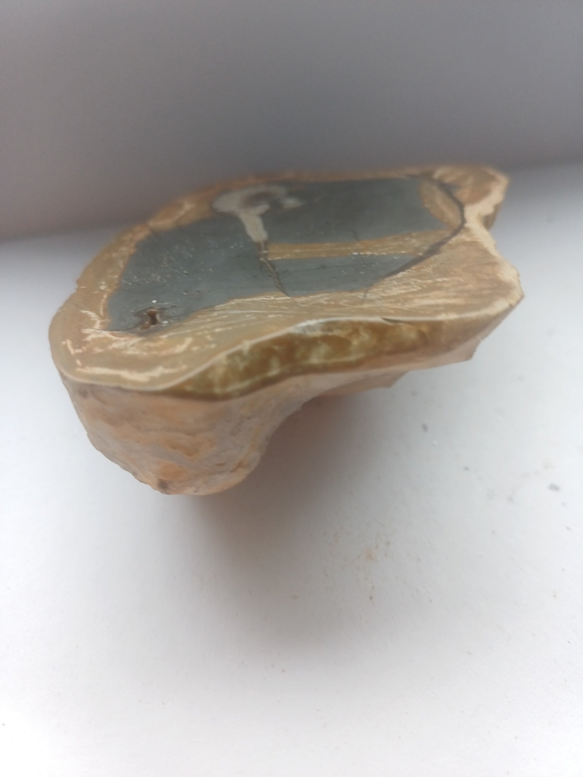 Natural unpolished reverse of one-of-a-kind ammonite fossil matrix specimen