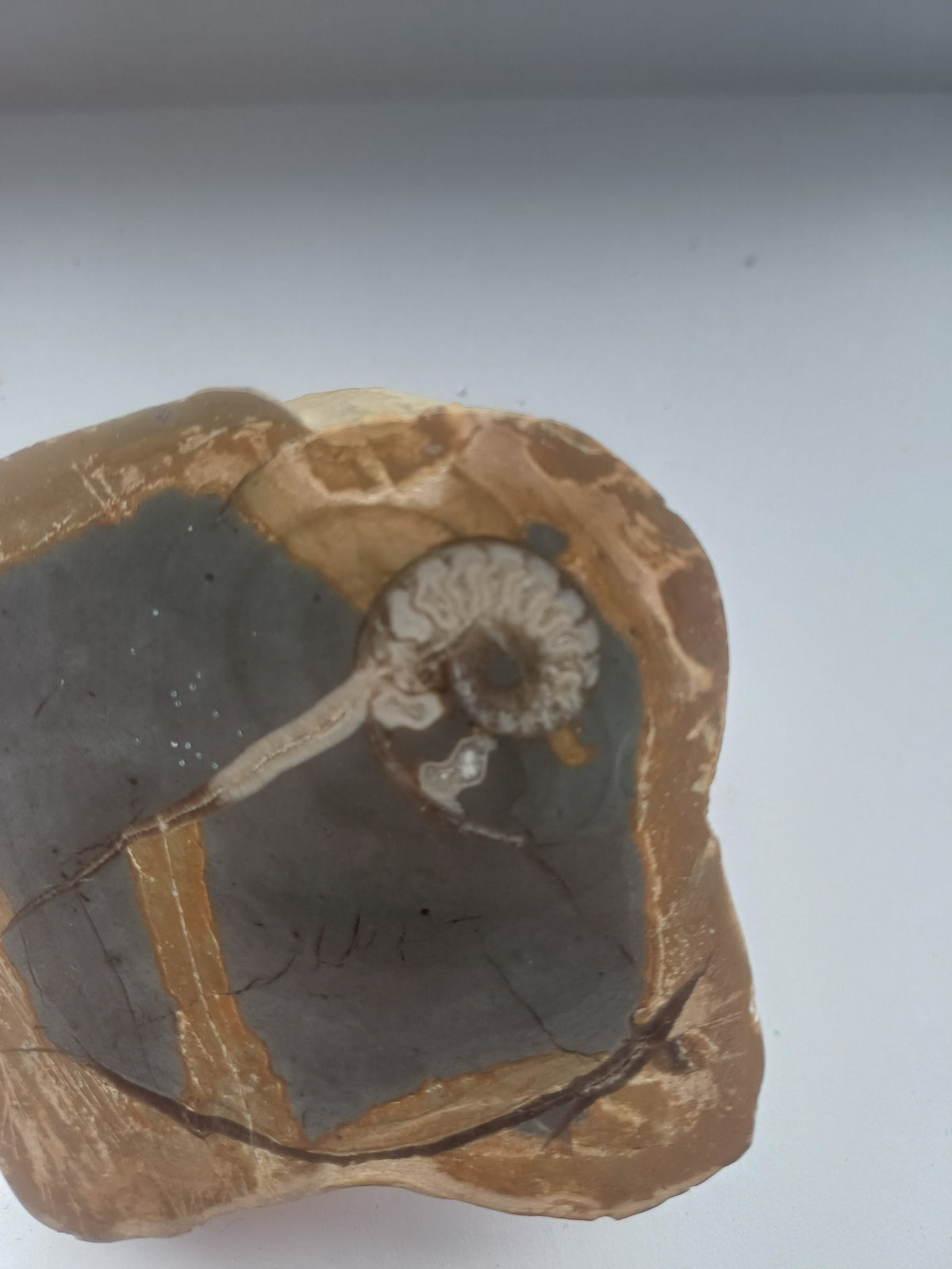 Detailed polished ammonite fossil cross-section in grey and brown natural matrix