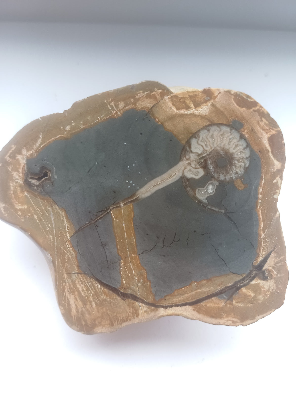 Close view of the polished fossil face showing a spiral ammonite cross-section and elongated fossil inclusion