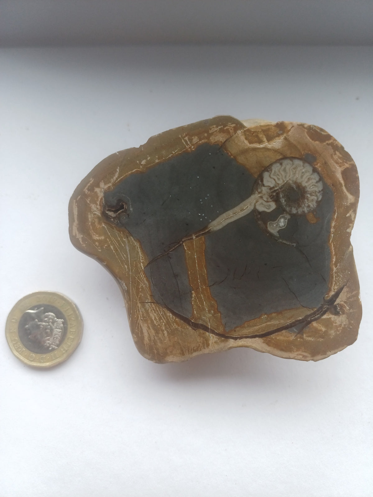 Polished fossil-bearing matrix with visible ammonite cross-section, approximately 80 by 70mm face