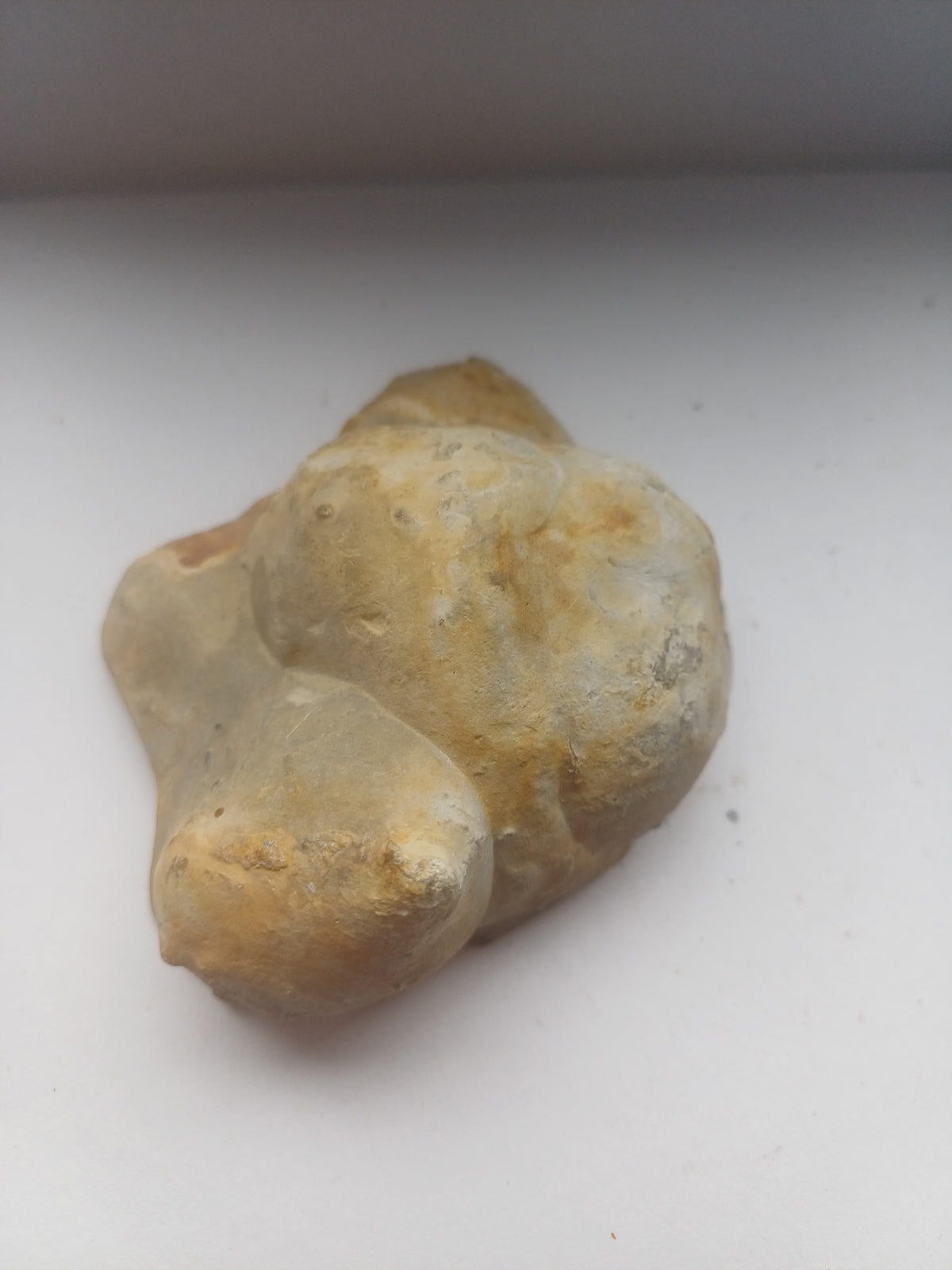 Side view of polished fossil matrix specimen showing natural tan and grey stone layers